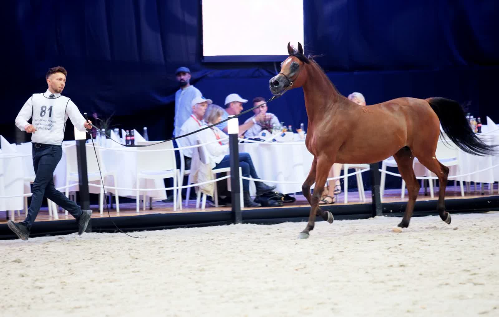 Duże zainteresowanie ze strony kupców przed kolejną edycją Pride of Poland 2 pm_POKAZY-120823-003.jpg