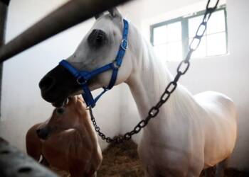 pm stadnina 120823 014 2023 08 12 202406