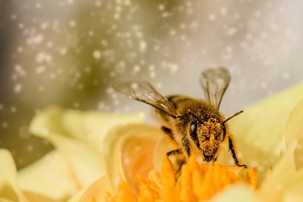 pszczola 2023 08 31 191458