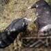 pulawska pig xxviii krajowa wystawa zwierzat hodowlanych poznan 2 2023 08 17 144440