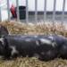 pulawska pig xxviii krajowa wystawa zwierzat hodowlanych poznan 4 2023 08 02 133015