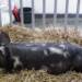 pulawska pig xxviii krajowa wystawa zwierzat hodowlanych poznan 4 2023 08 24 150204