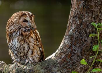 tawny owl 6082870 1280 2023 08 26 102921