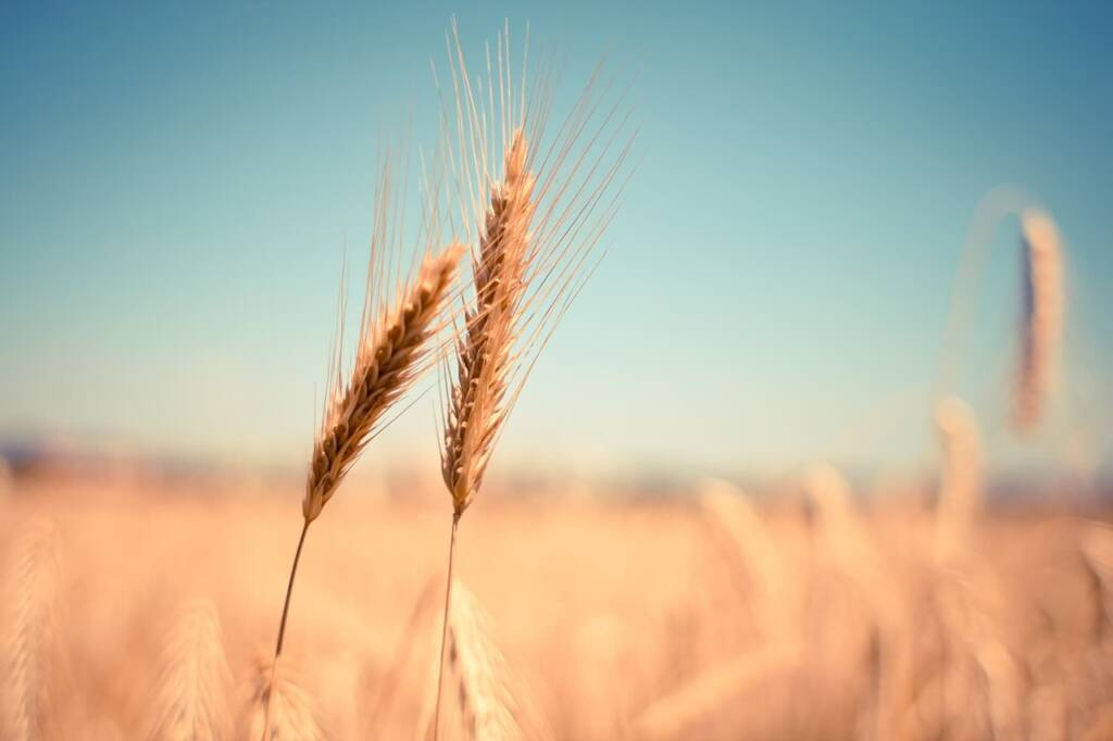 wheat 865152 1280 2023 08 22 195848