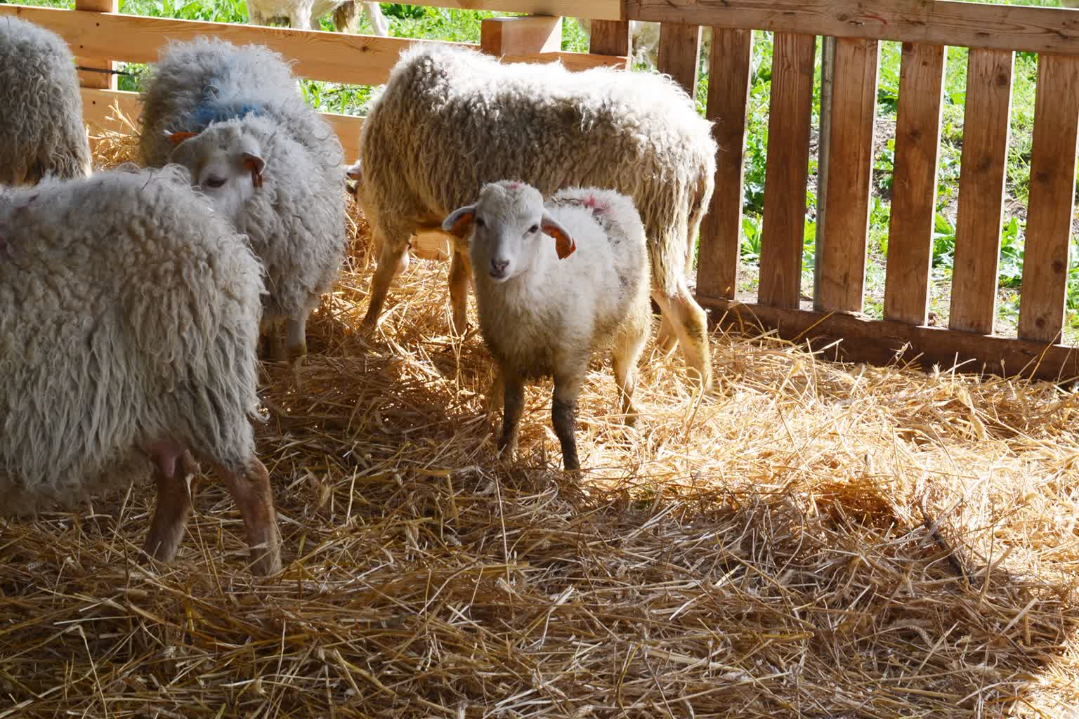 Jakie są tradycje pasterskie w Janowcu? 2 343767570_237179622309018_4831020064548532500_n.jpg