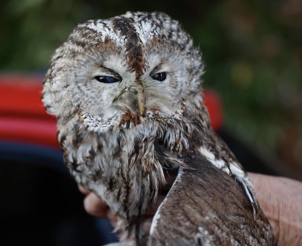 Widzisz rannego ptaka? Sprawdź, jak możesz mu pomoc 5 379400999_3582156758669752_2056865340853365122_n.jpg