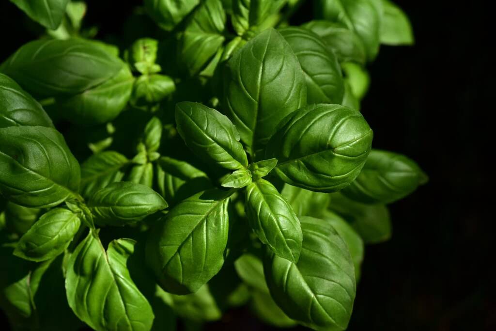 basil 3532424 1280 2023 09 12 105116