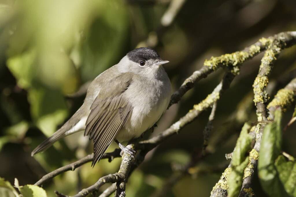 blackcap 7513909 1280 2023 09 04 213951