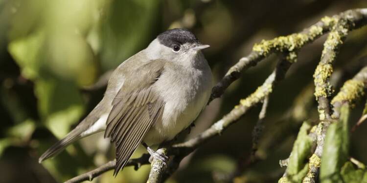 blackcap 7513909 1280 2023 09 04 213951