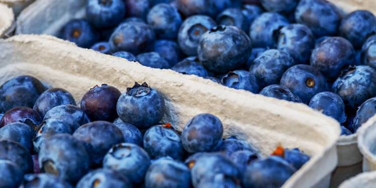 blueberries 3474854 1920 2021 08 05 092103 2023 09 28 111152