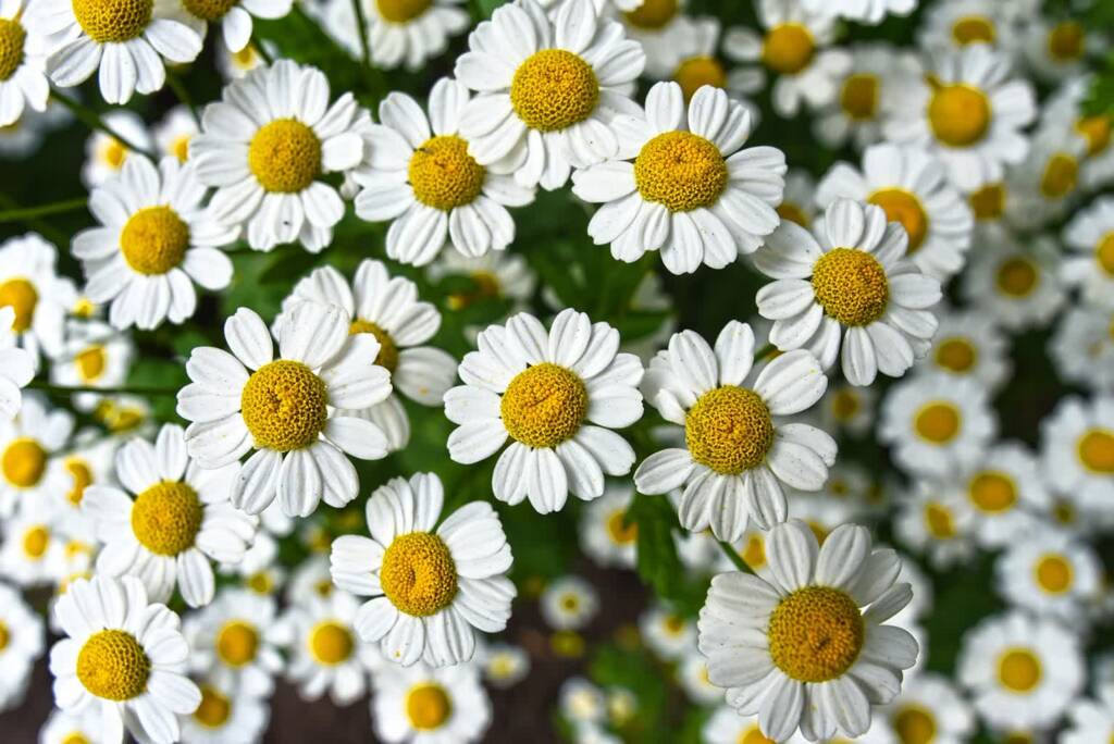 chamomile 3489847 1280 2023 09 23 113142