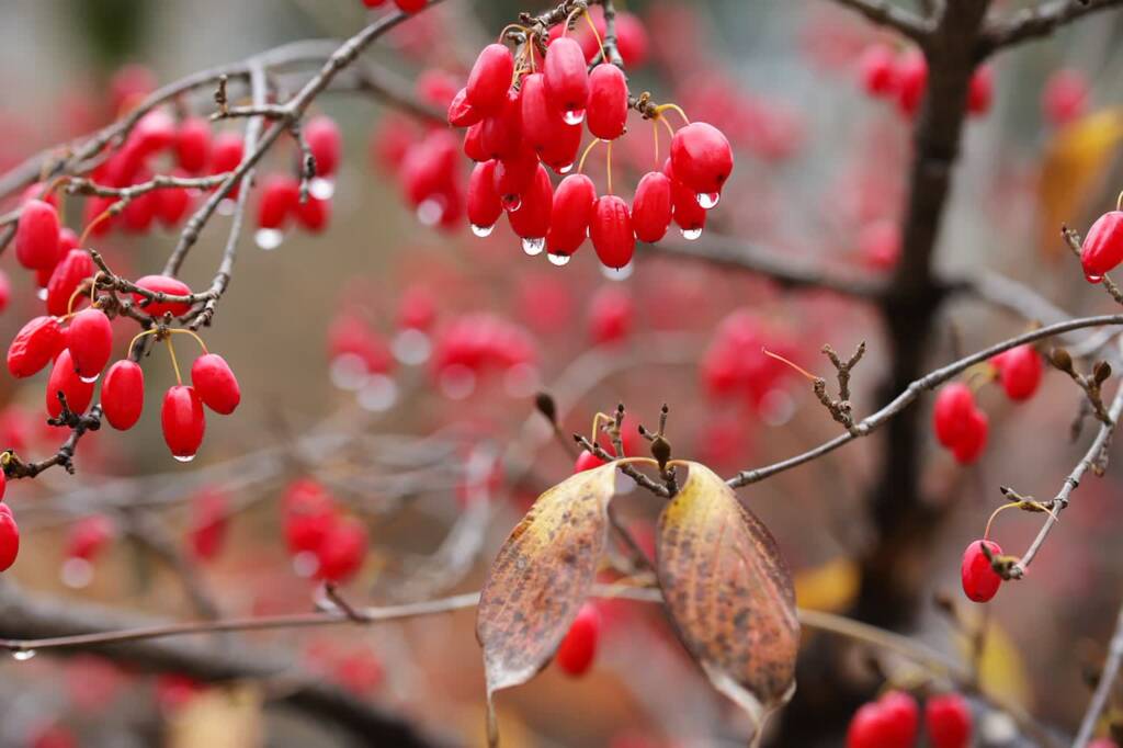 flowering dogwood 5772382 1280 2023 09 18 150611