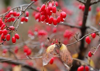 flowering dogwood 5772382 1280 2023 09 18 150611