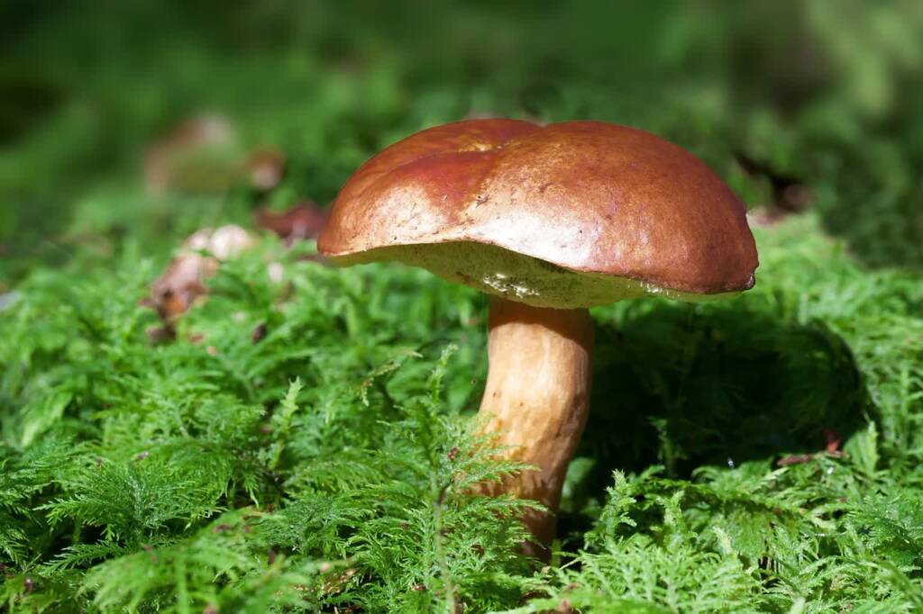 mushroom 448866 1280 2023 09 01 172933