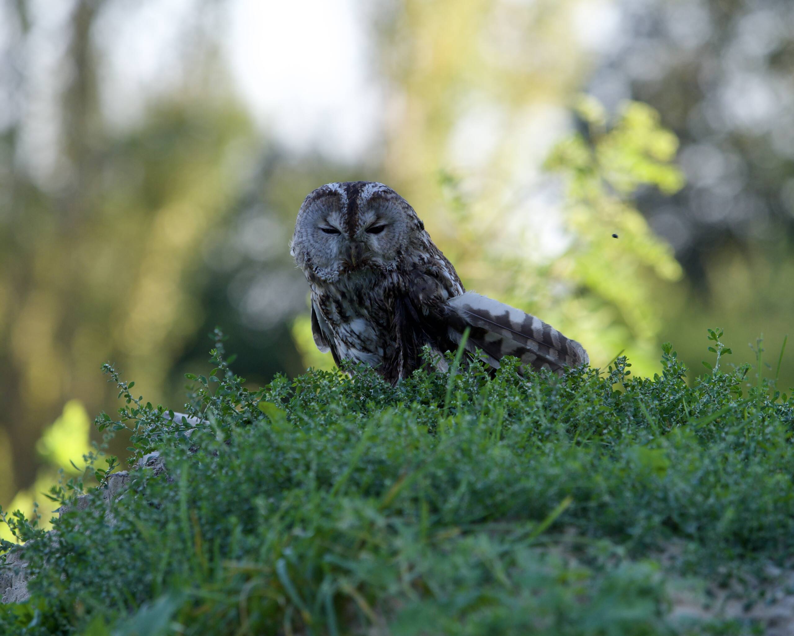 Widzisz rannego ptaka? Sprawdź, jak możesz mu pomoc 4 P9166921.jpeg