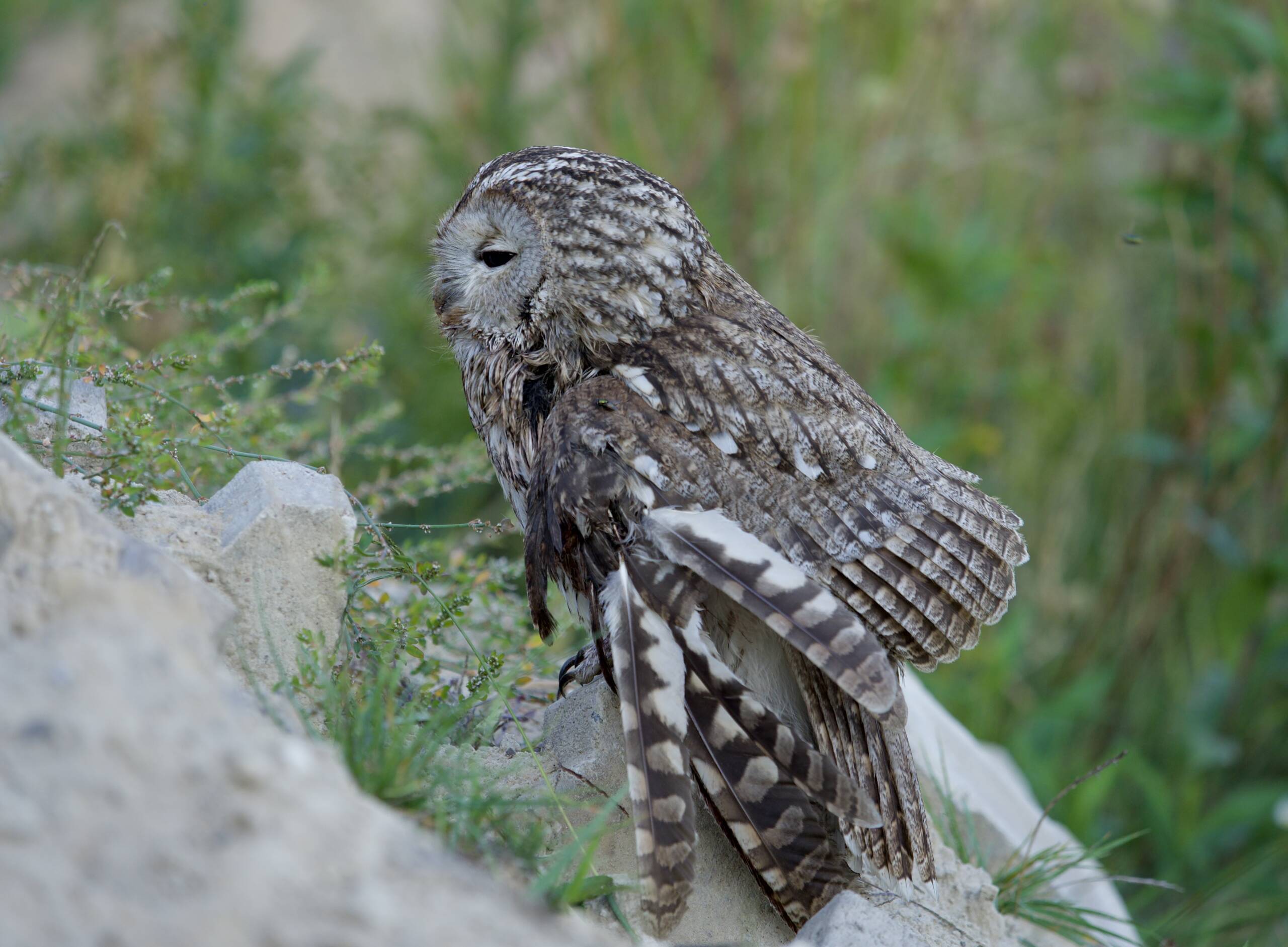 Widzisz rannego ptaka? Sprawdź, jak możesz mu pomoc 3 P9166927.jpeg