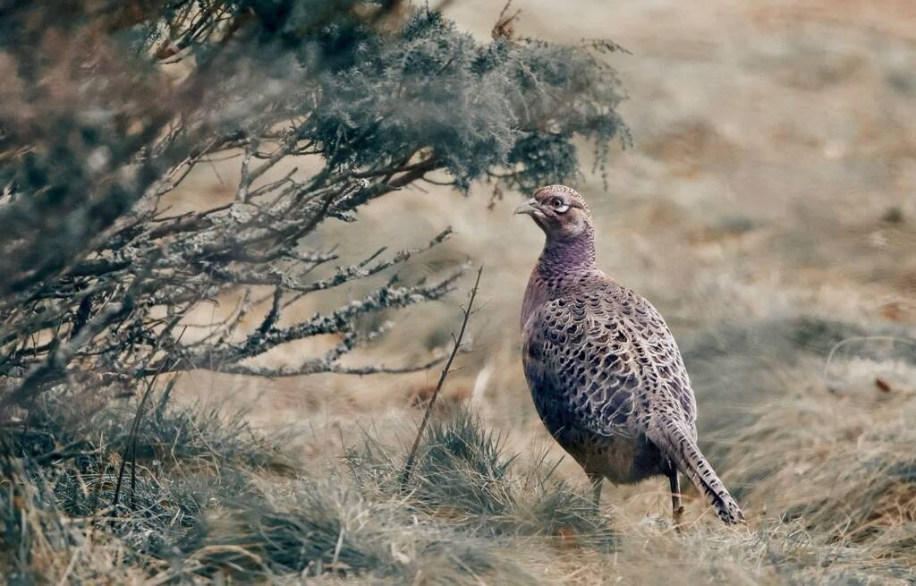 pheasant 7747830 1280 2023 09 23 103751