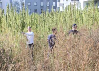 pm konopie 290923 019 2023 09 30 141848