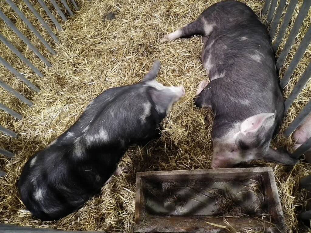 pulawska pig xxviii krajowa wystawa zwierzat hodowlanych poznan 2 2023 09 12 141026