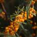 sea buckthorn g7917827e5 1920 2021 11 30 133425 2023 09 11 113149