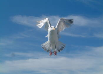 seagull brighton front 2023 09 30 112930
