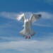 seagull brighton front 2023 09 30 112930