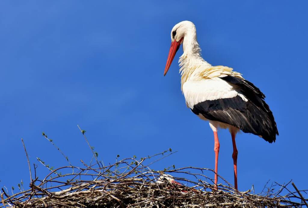 stork 2308235 1280 2023 09 16 111537