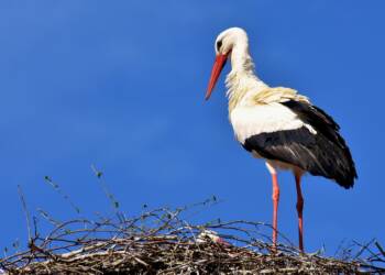 stork 2308235 1280 2023 09 16 111537