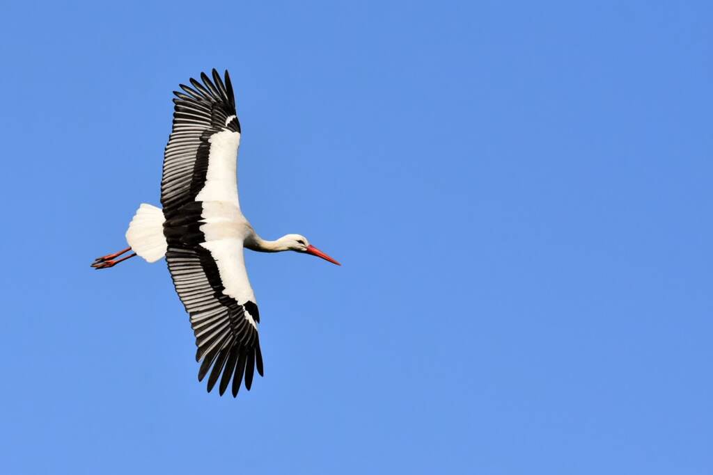 stork 3363503 1280 2023 09 02 102240