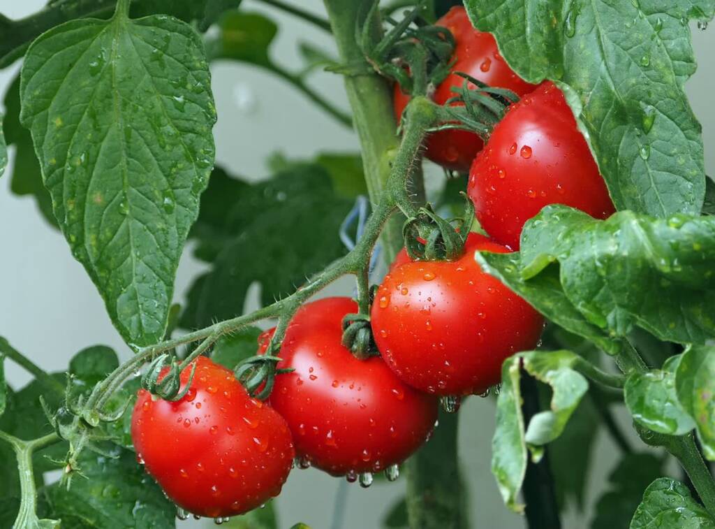 tomatoes 1561565 1280 2023 09 19 112132