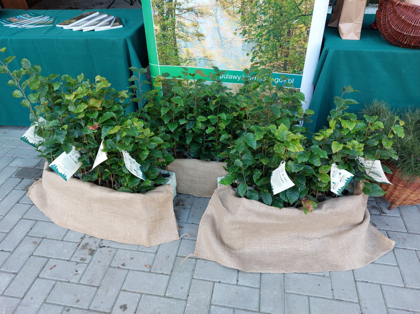 Akcja #sadziMY w Puławach. Nadleśnictwo rozdaje sadzonki 2 20231003_075452.jpg