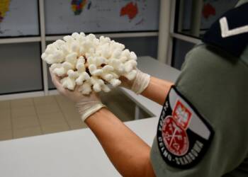 20231013 cites 2 2023 10 13 224206