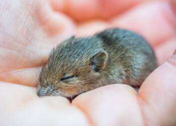 animal 7027637 1280 2023 10 30 222133