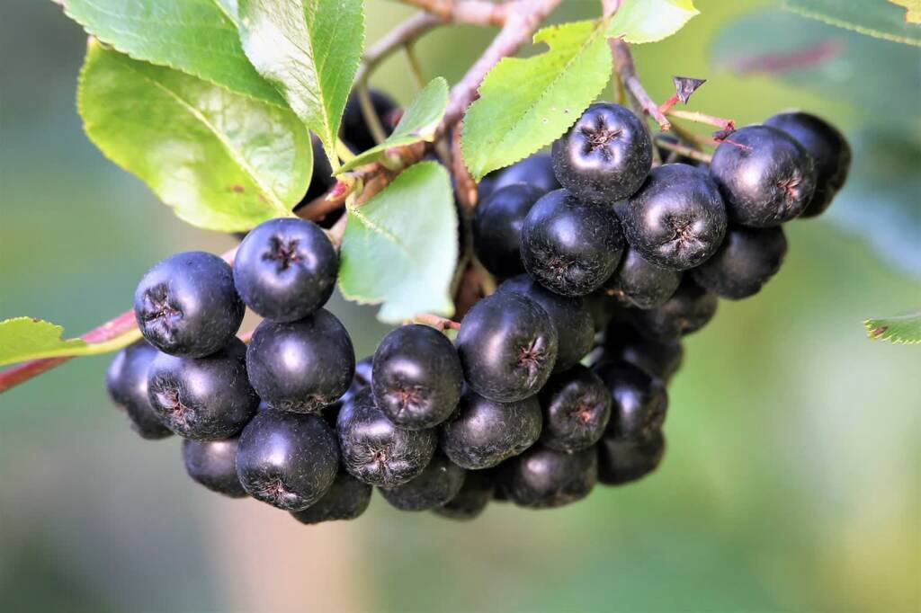 aronia 2023 10 22 121112