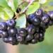 aronia 2023 10 22 121112