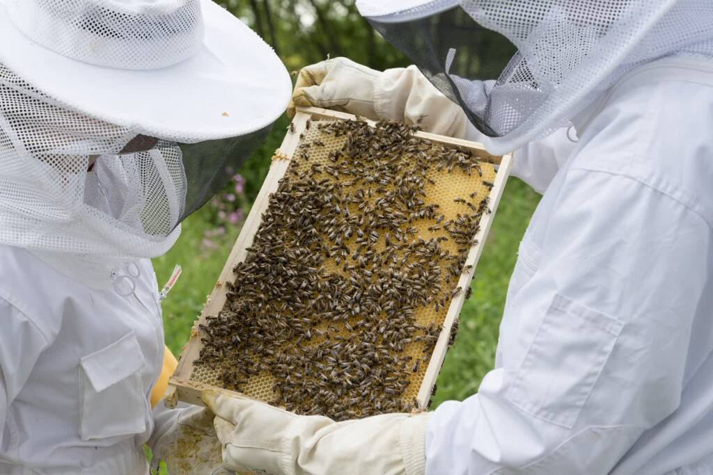 beekeeper 2650664 1280 2023 10 27 183629