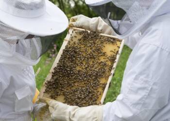 beekeeper 2650664 1280 2023 10 27 183629