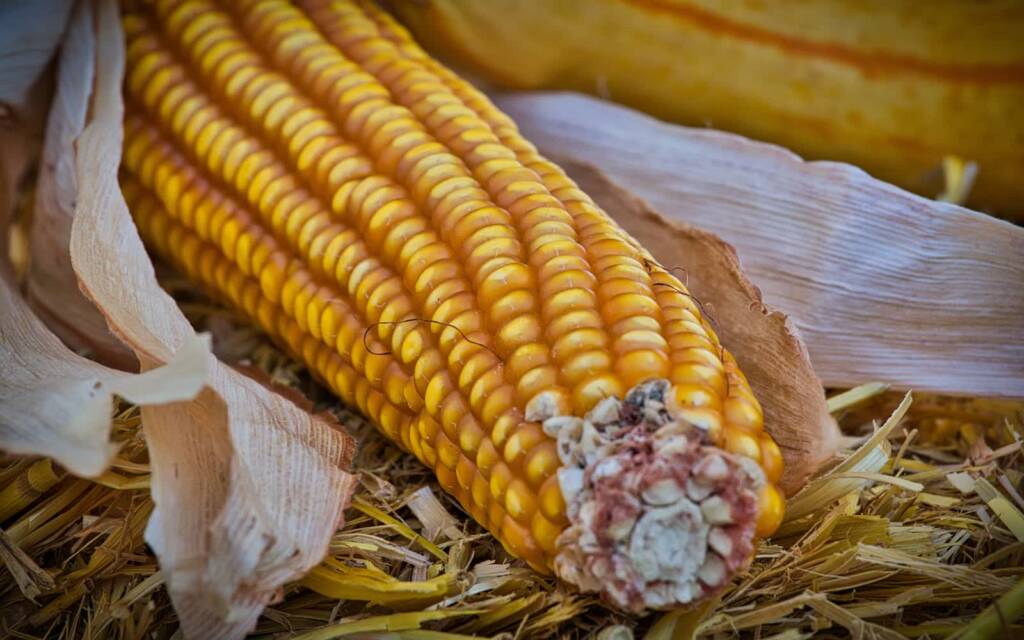 corn 3749752 1280 2023 10 03 132536