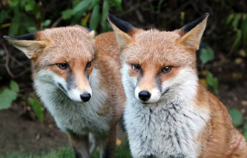 foxes 7788368 1280 2023 10 20 140748