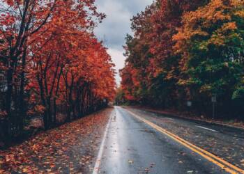 pexels craig adderley 1563355 2023 10 09 080405