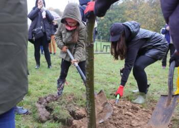 pm drzewa 281023 016 2023 10 28 125724