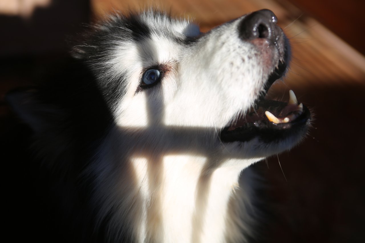 Lubelskie schronisko dla bezdomnych zwierząt otwiera swoje drzwi 2 pm_SCHRONISKO-050221-007.jpg