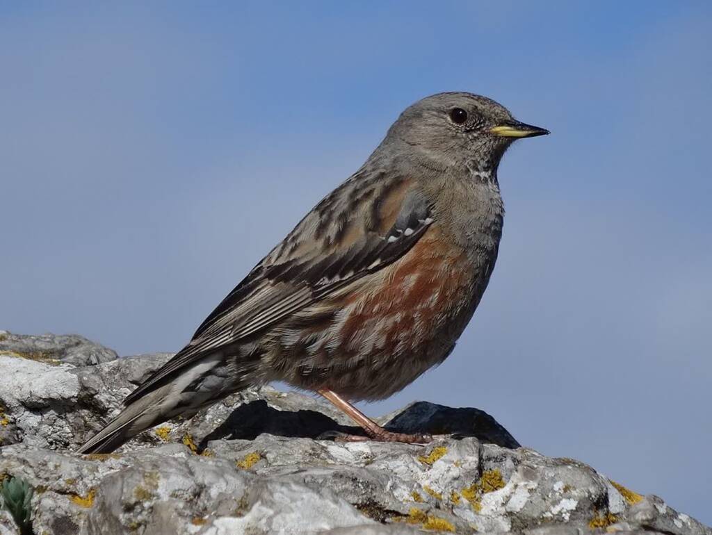 prunella collaris pic saint loup 2023 10 14 001919