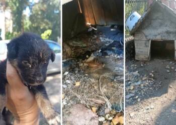 psy 2023 10 11 123200