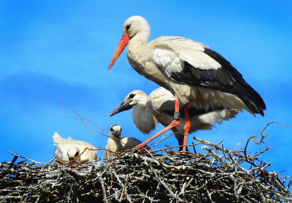 stork 5427509 1280 2023 10 18 131941