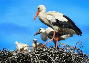 stork 5427509 1280 2023 10 18 131941