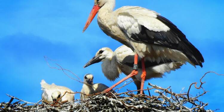 stork 5427509 1280 2023 10 18 131941