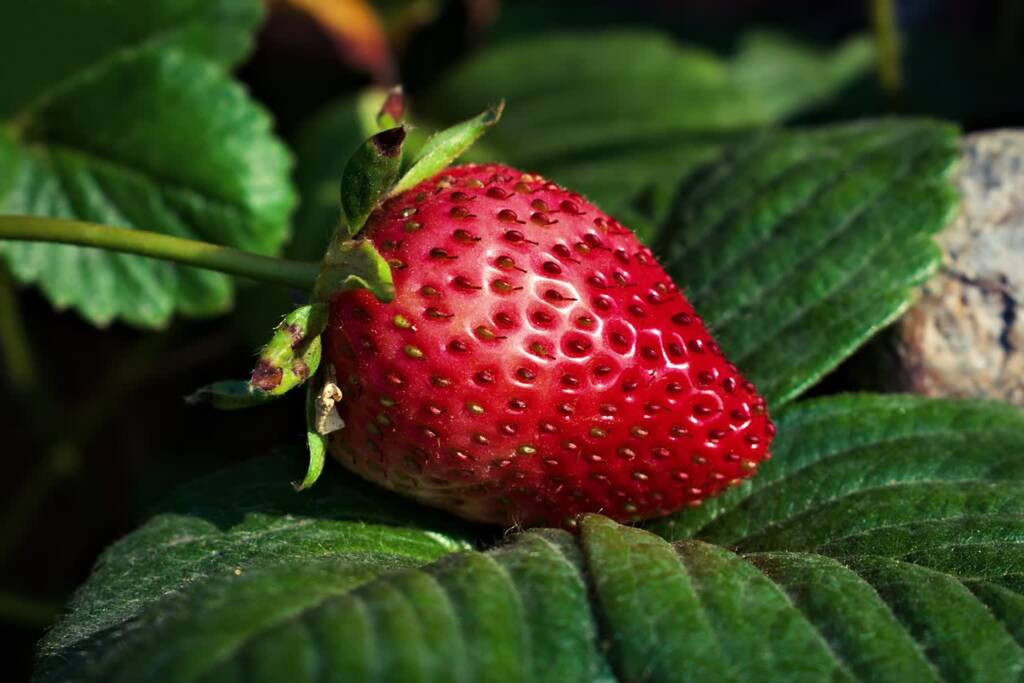 strawberry 6648685 1280 2023 10 19 133144