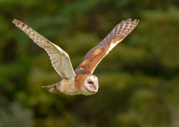 barn owl flight 2023 11 18 075615