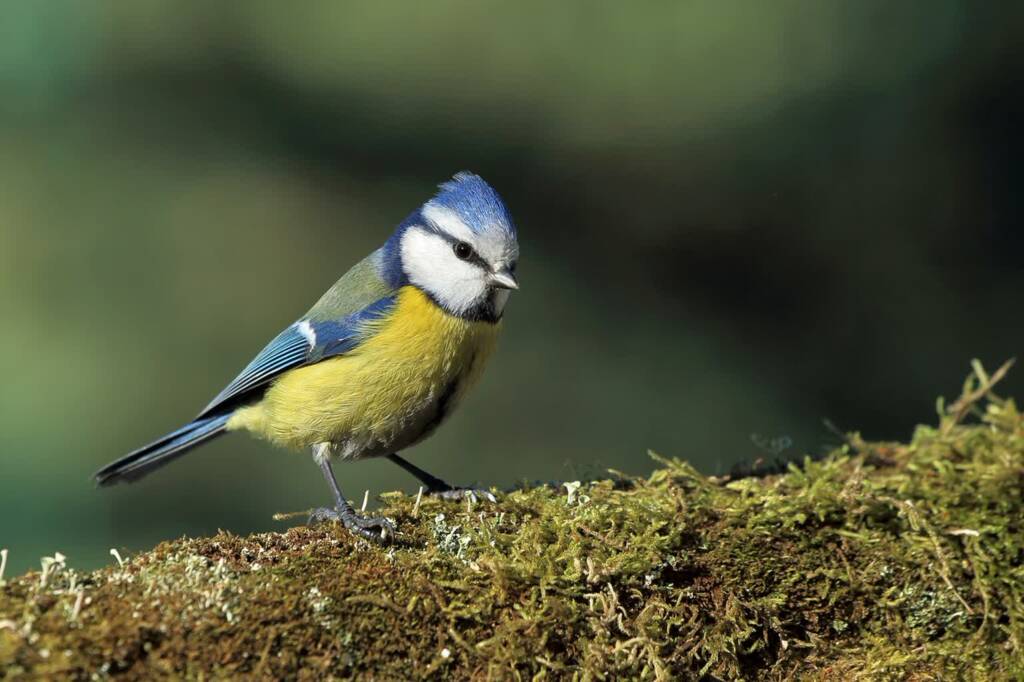 blue tit 1131076 1280 2023 11 08 165012